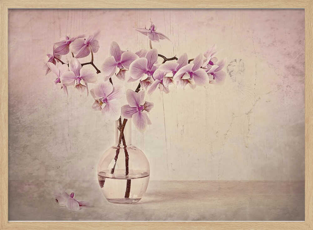 Pink Orchid Serenity - Floral Photographic Stretched Canvas Poster or Fine Art Print