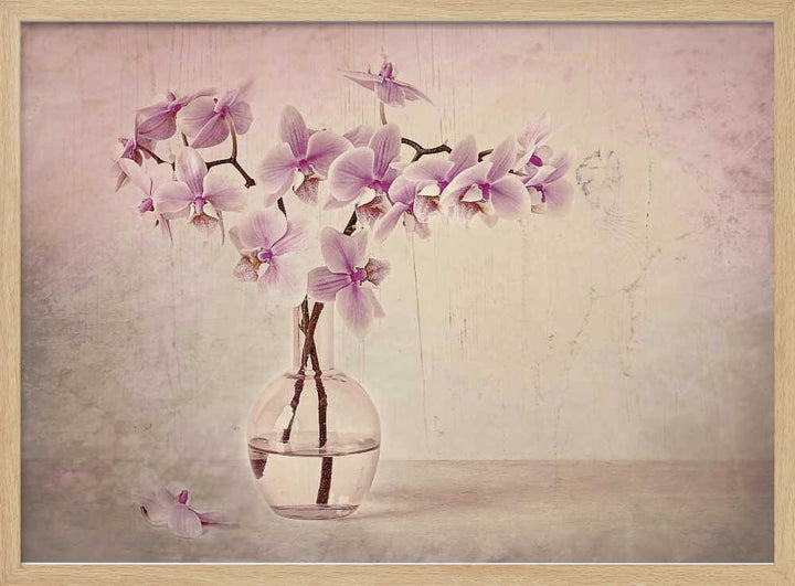 Pink Orchid Serenity - Floral Photographic Stretched Canvas Poster or Fine Art Print