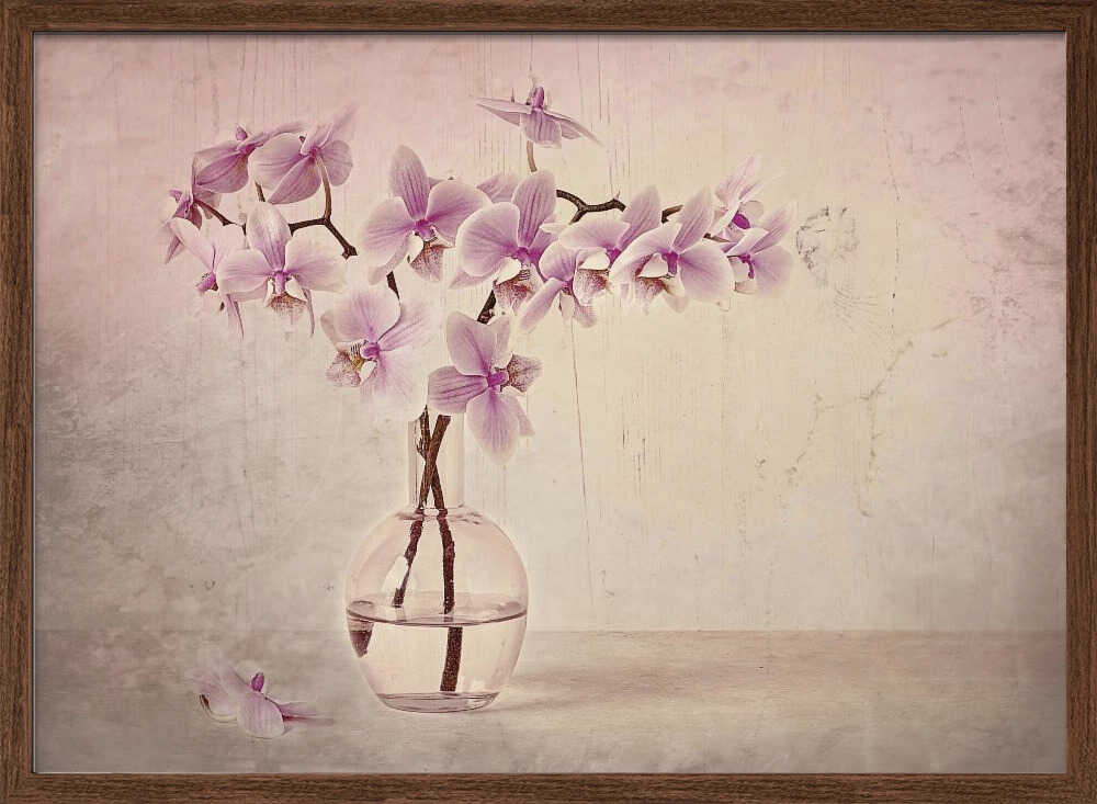 Pink Orchid Serenity - Floral Photographic Stretched Canvas Poster or Fine Art Print