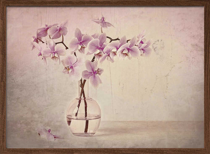 Pink Orchid Serenity - Floral Photographic Stretched Canvas Poster or Fine Art Print