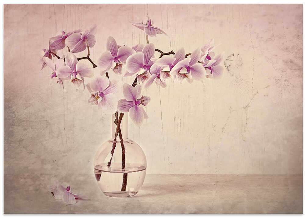Pink Orchid Serenity - Floral Photographic Stretched Canvas Poster or Fine Art Print