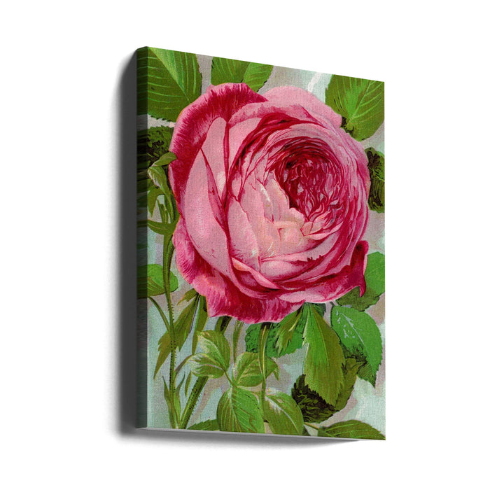 Pink Rose, Mrs John Laing Lithograph - Stretched Canvas, Poster or Fine Art Print I Heart Wall Art