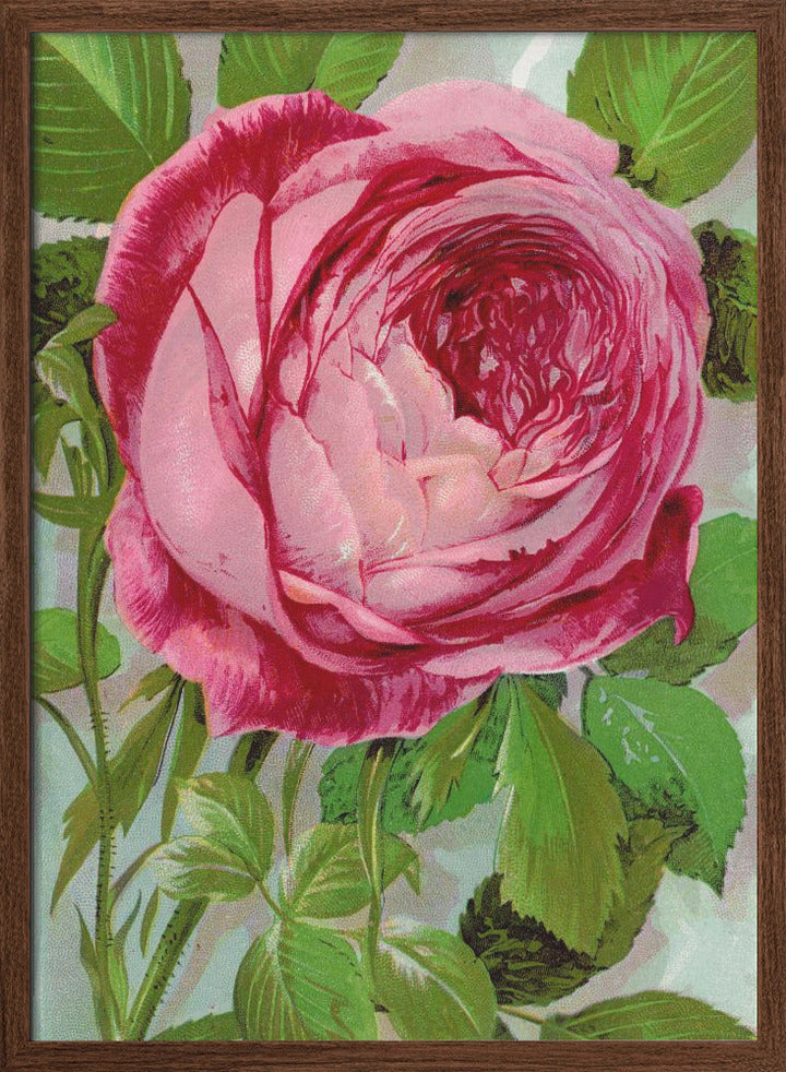 Pink Rose, Mrs John Laing Lithograph - Stretched Canvas, Poster or Fine Art Print I Heart Wall Art
