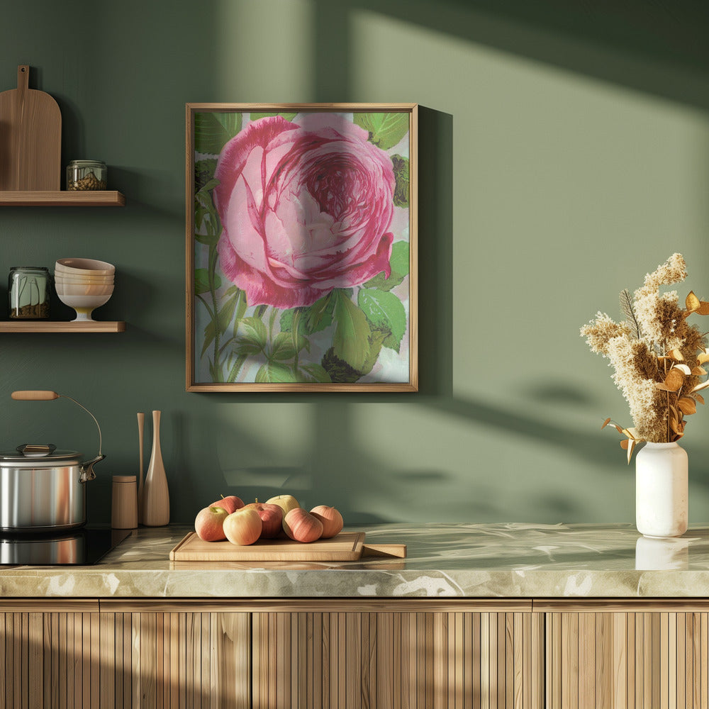 Pink Rose, Mrs John Laing Lithograph - Stretched Canvas, Poster or Fine Art Print I Heart Wall Art