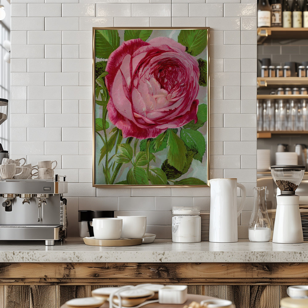 Pink Rose, Mrs John Laing Lithograph - Stretched Canvas, Poster or Fine Art Print I Heart Wall Art