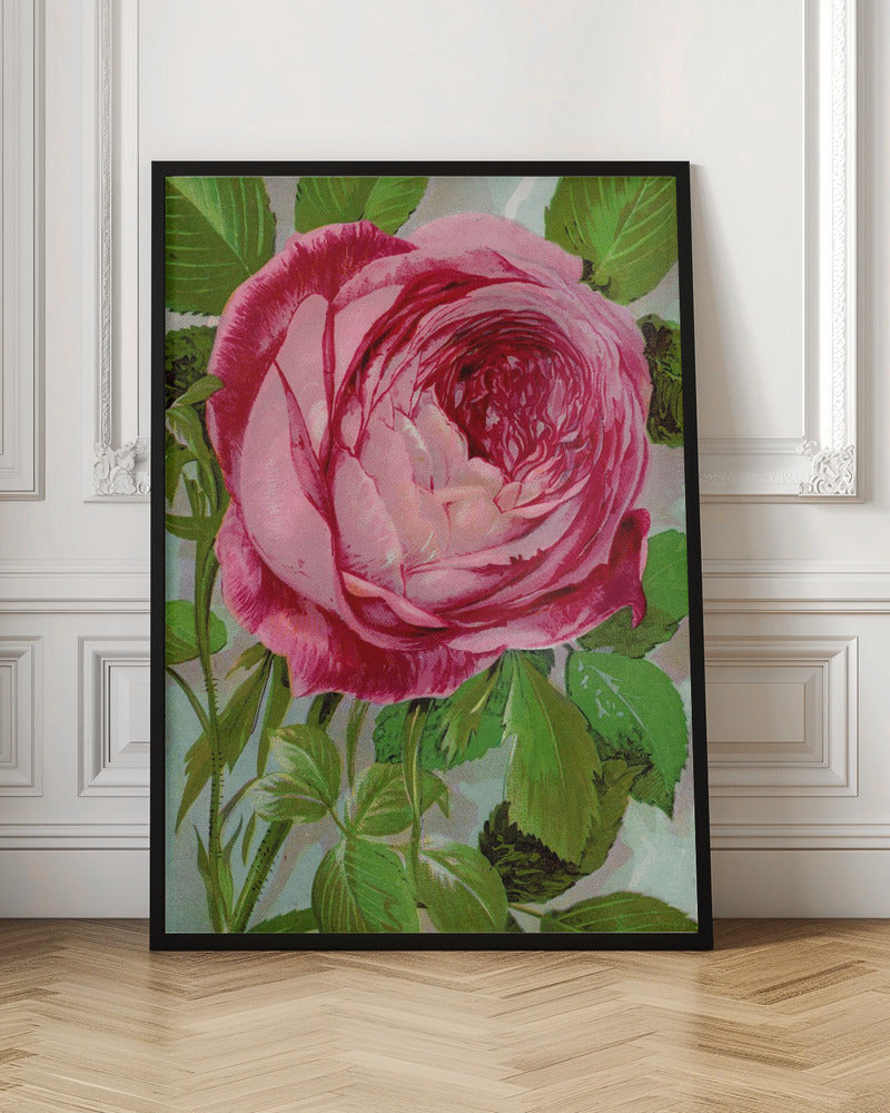 Pink Rose, Mrs John Laing Lithograph - Stretched Canvas, Poster or Fine Art Print I Heart Wall Art