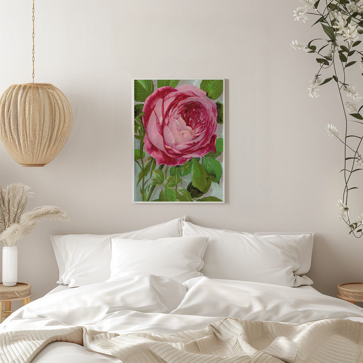 Pink Rose, Mrs John Laing Lithograph - Stretched Canvas, Poster or Fine Art Print I Heart Wall Art