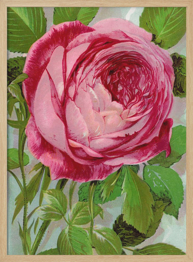 Pink Rose, Mrs John Laing Lithograph - Stretched Canvas, Poster or Fine Art Print I Heart Wall Art