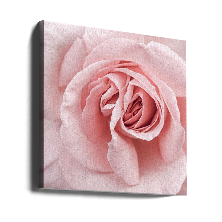 Pink Rose - Square Stretched Canvas, Poster or Fine Art Print I Heart Wall Art
