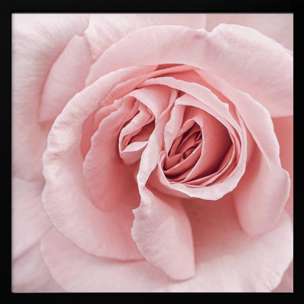 Pink Rose - Square Stretched Canvas, Poster or Fine Art Print I Heart Wall Art