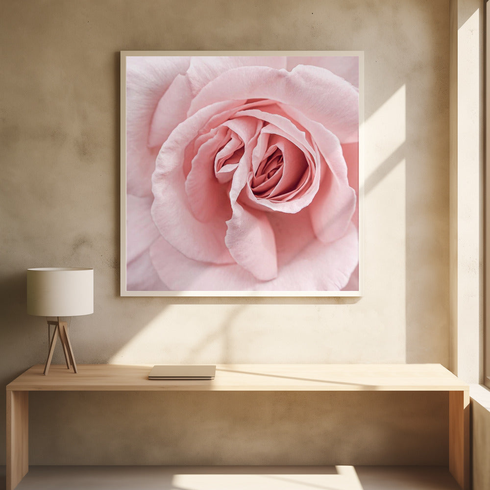 Pink Rose - Square Stretched Canvas, Poster or Fine Art Print I Heart Wall Art
