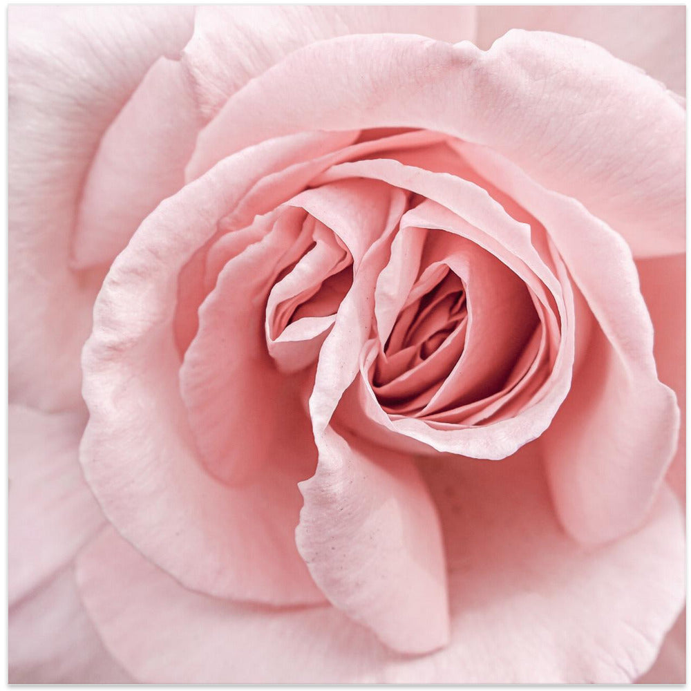 Pink Rose - Square Stretched Canvas, Poster or Fine Art Print I Heart Wall Art