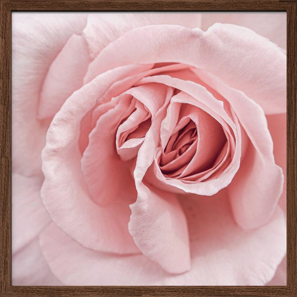 Pink Rose - Square Stretched Canvas, Poster or Fine Art Print I Heart Wall Art