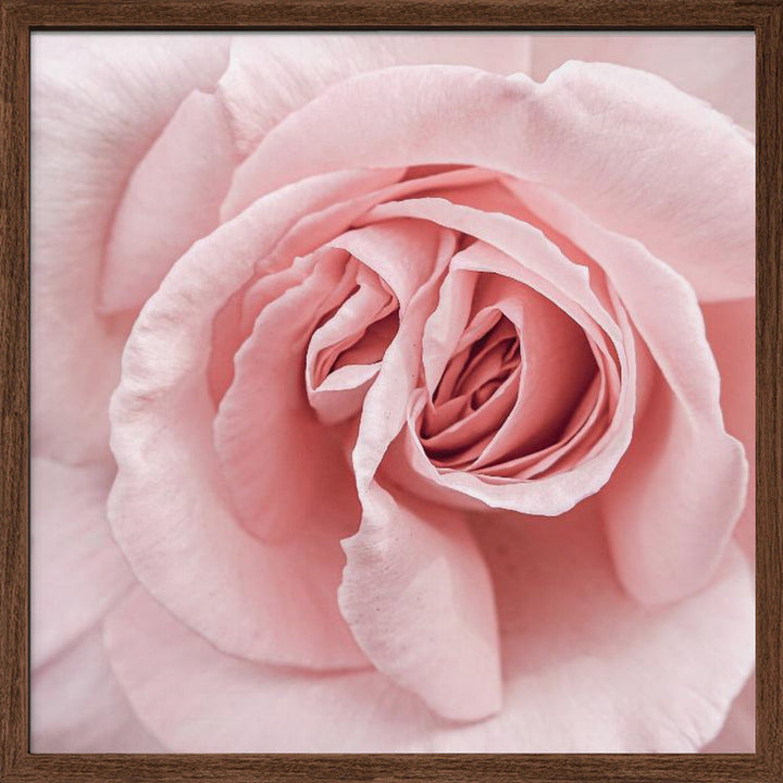 Pink Rose - Square Stretched Canvas, Poster or Fine Art Print I Heart Wall Art