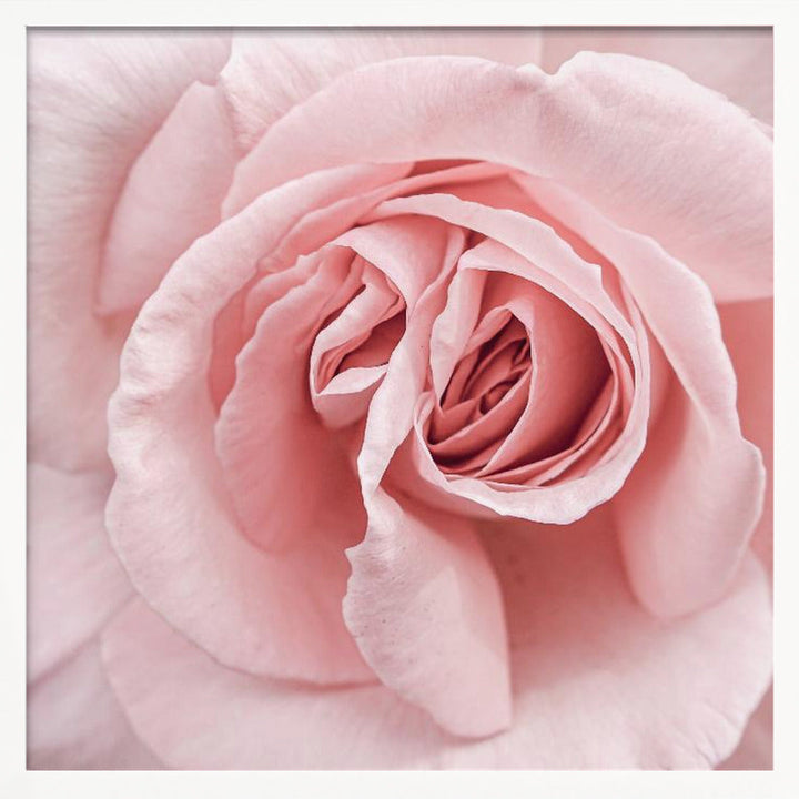 Pink Rose - Square Stretched Canvas, Poster or Fine Art Print I Heart Wall Art