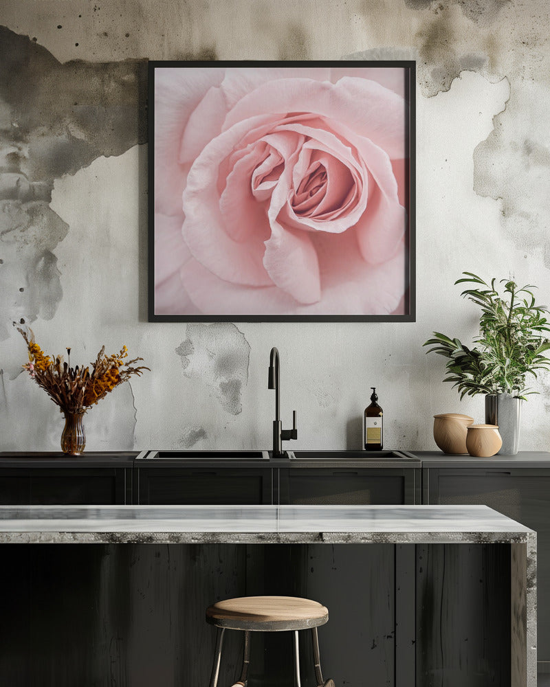 Pink Rose - Square Stretched Canvas, Poster or Fine Art Print I Heart Wall Art