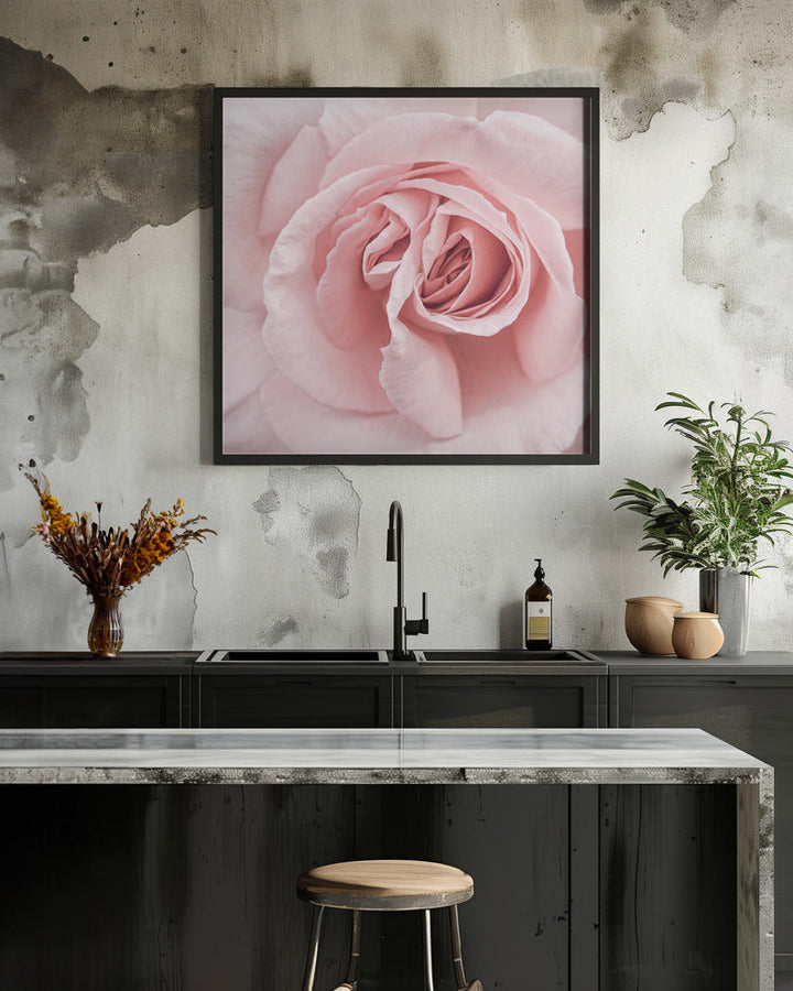 Pink Rose - Square Stretched Canvas, Poster or Fine Art Print I Heart Wall Art