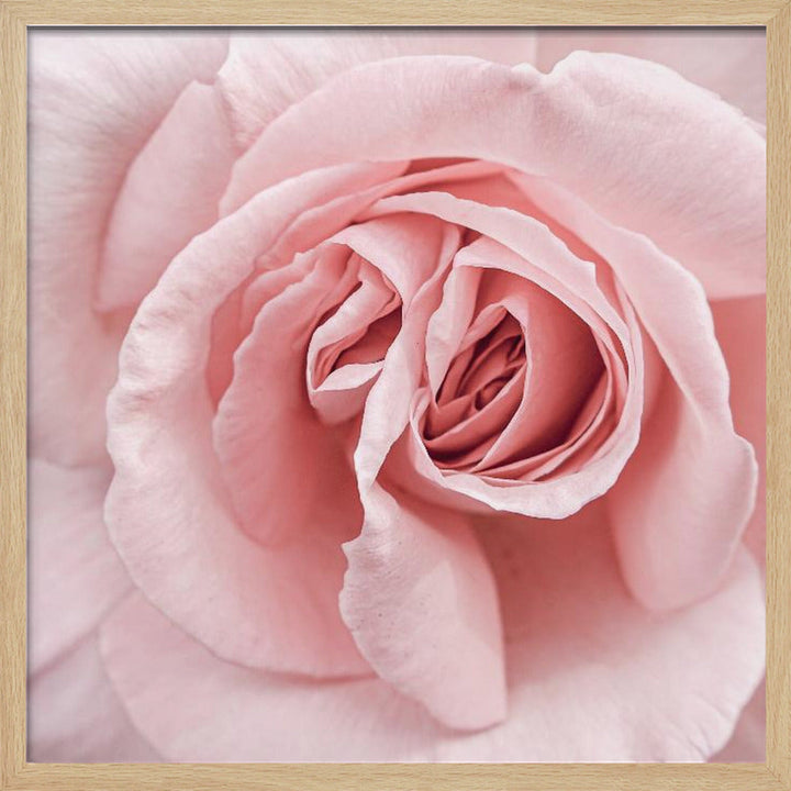 Pink Rose - Square Stretched Canvas, Poster or Fine Art Print I Heart Wall Art