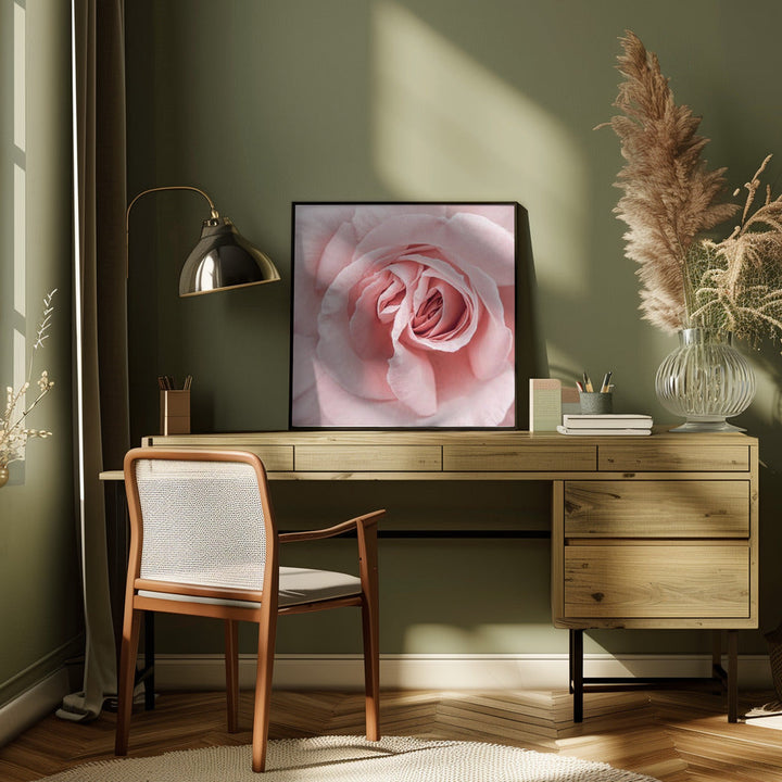 Pink Rose - Square Stretched Canvas, Poster or Fine Art Print I Heart Wall Art