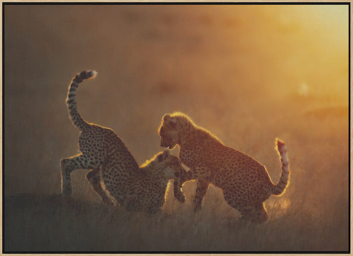 Playing at sunrise - Stretched Canvas, Poster or Fine Art Print I Heart Wall Art