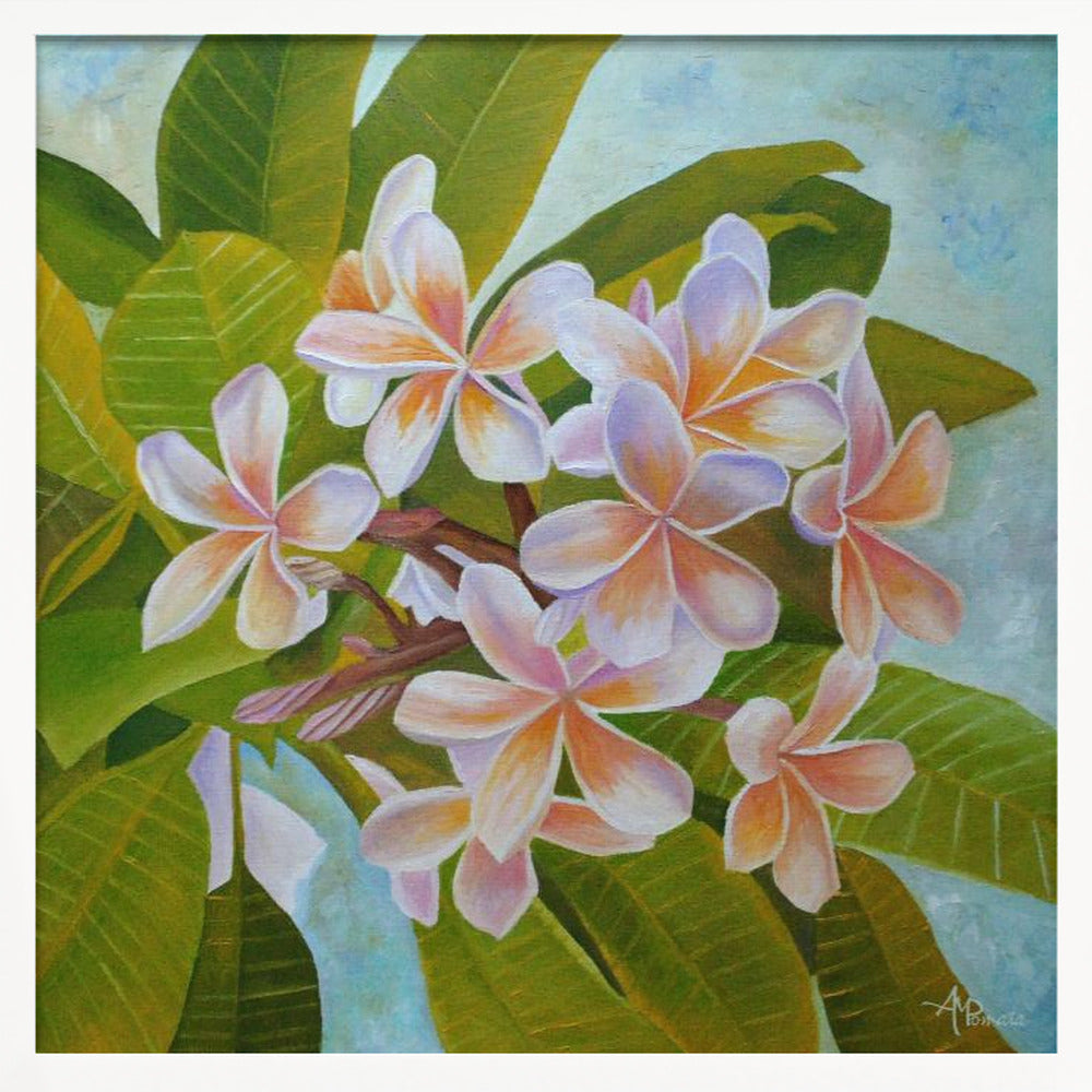 Plumeria - Square Stretched Canvas, Poster or Fine Art Print I Heart Wall Art