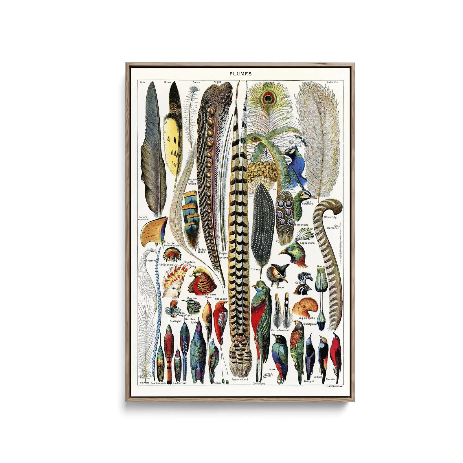 Plumes - Feathers (1900) by Adolphe Millot - Stretched Canvas Print or Framed Fine Art Print - Artwork I Heart Wall Art Australia 