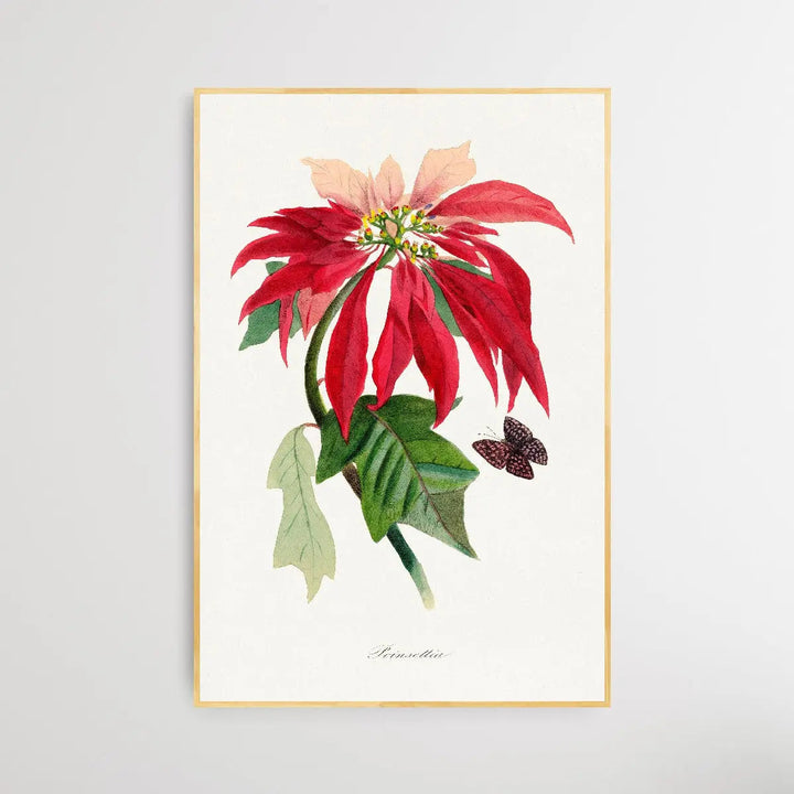 Poinsettia by Paul Gervais - I Heart Wall Art