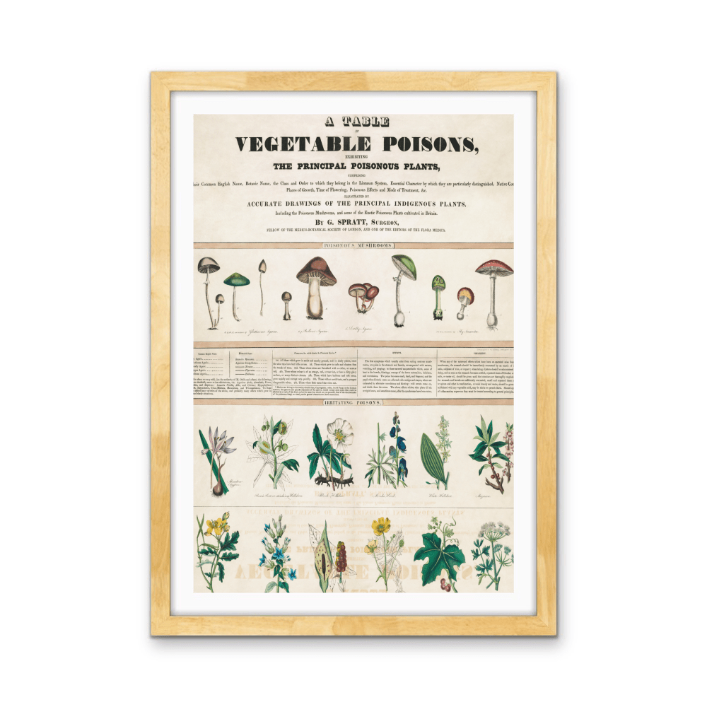 Poisonous Mushrooms: Irritating Poisons (1840–1850) by George Edward Madeley - Stretched Canvas or Wall Art Print - I Heart Wall Art - Poster Print, Canvas Print or Framed Art Print