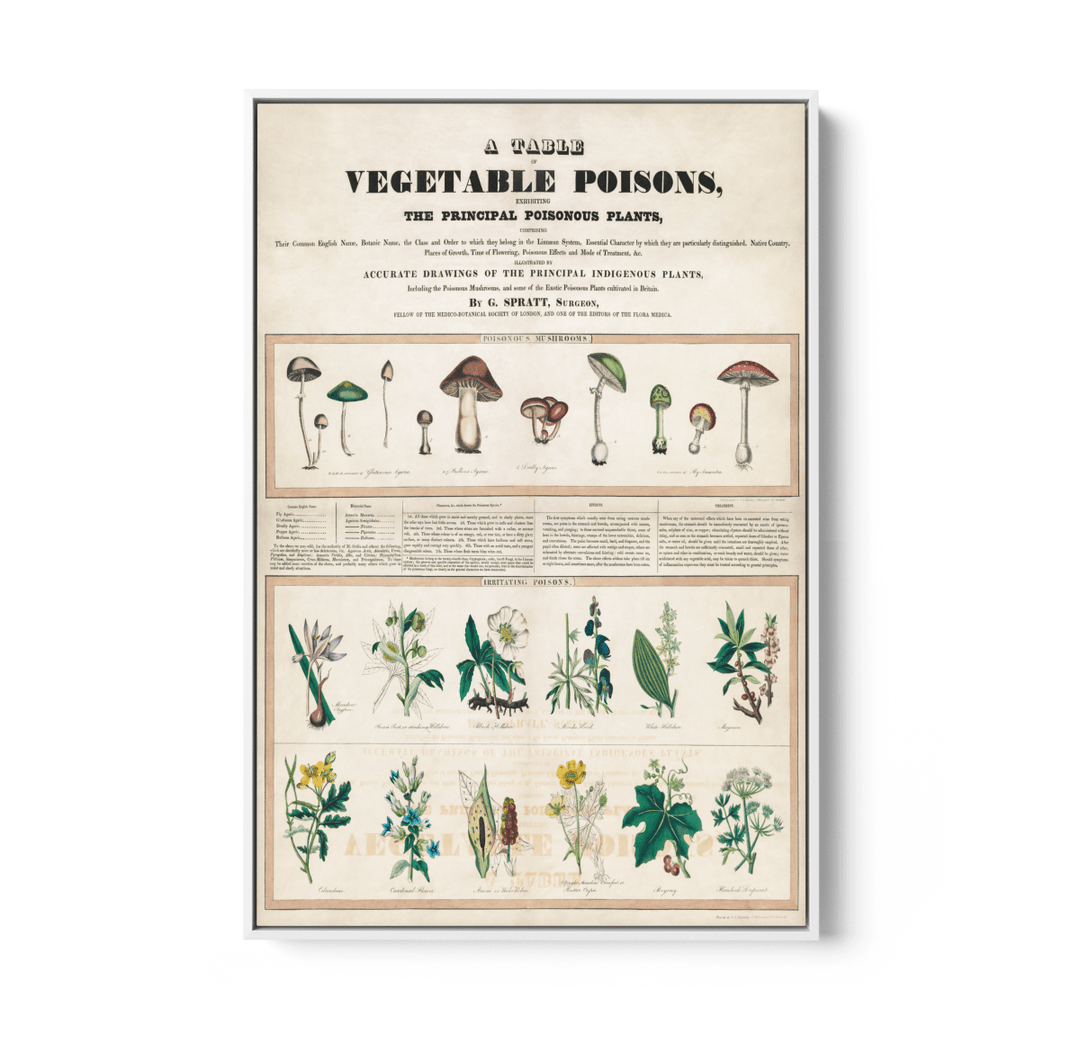 Poisonous Mushrooms: Irritating Poisons (1840–1850) by George Edward Madeley - Stretched Canvas or Wall Art Print - I Heart Wall Art - Poster Print, Canvas Print or Framed Art Print