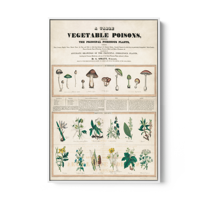 Poisonous Mushrooms: Irritating Poisons (1840–1850) by George Edward Madeley - Stretched Canvas or Wall Art Print - I Heart Wall Art - Poster Print, Canvas Print or Framed Art Print