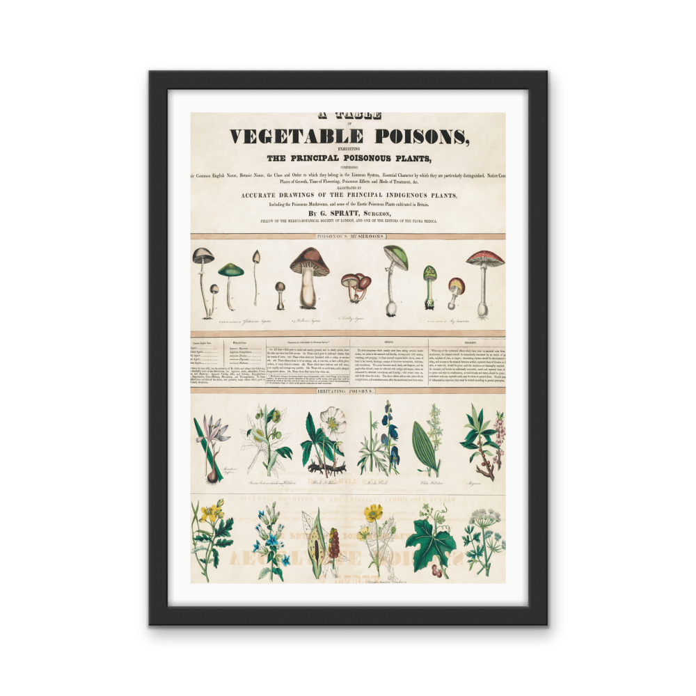 Poisonous Mushrooms: Irritating Poisons (1840–1850) by George Edward Madeley - Stretched Canvas or Wall Art Print - I Heart Wall Art - Poster Print, Canvas Print or Framed Art Print