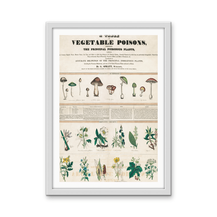 Poisonous Mushrooms: Irritating Poisons (1840–1850) by George Edward Madeley - Stretched Canvas or Wall Art Print - I Heart Wall Art - Poster Print, Canvas Print or Framed Art Print