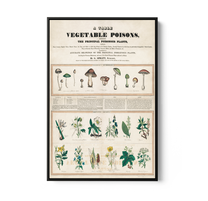 Poisonous Mushrooms: Irritating Poisons (1840–1850) by George Edward Madeley - Stretched Canvas or Wall Art Print - I Heart Wall Art - Poster Print, Canvas Print or Framed Art Print
