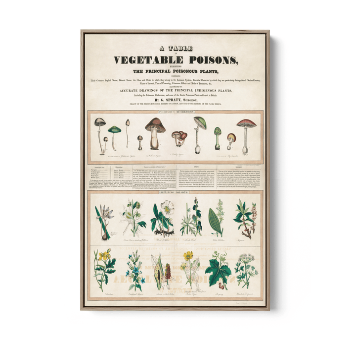 Poisonous Mushrooms: Irritating Poisons (1840–1850) by George Edward Madeley - Stretched Canvas or Wall Art Print - I Heart Wall Art - Poster Print, Canvas Print or Framed Art Print