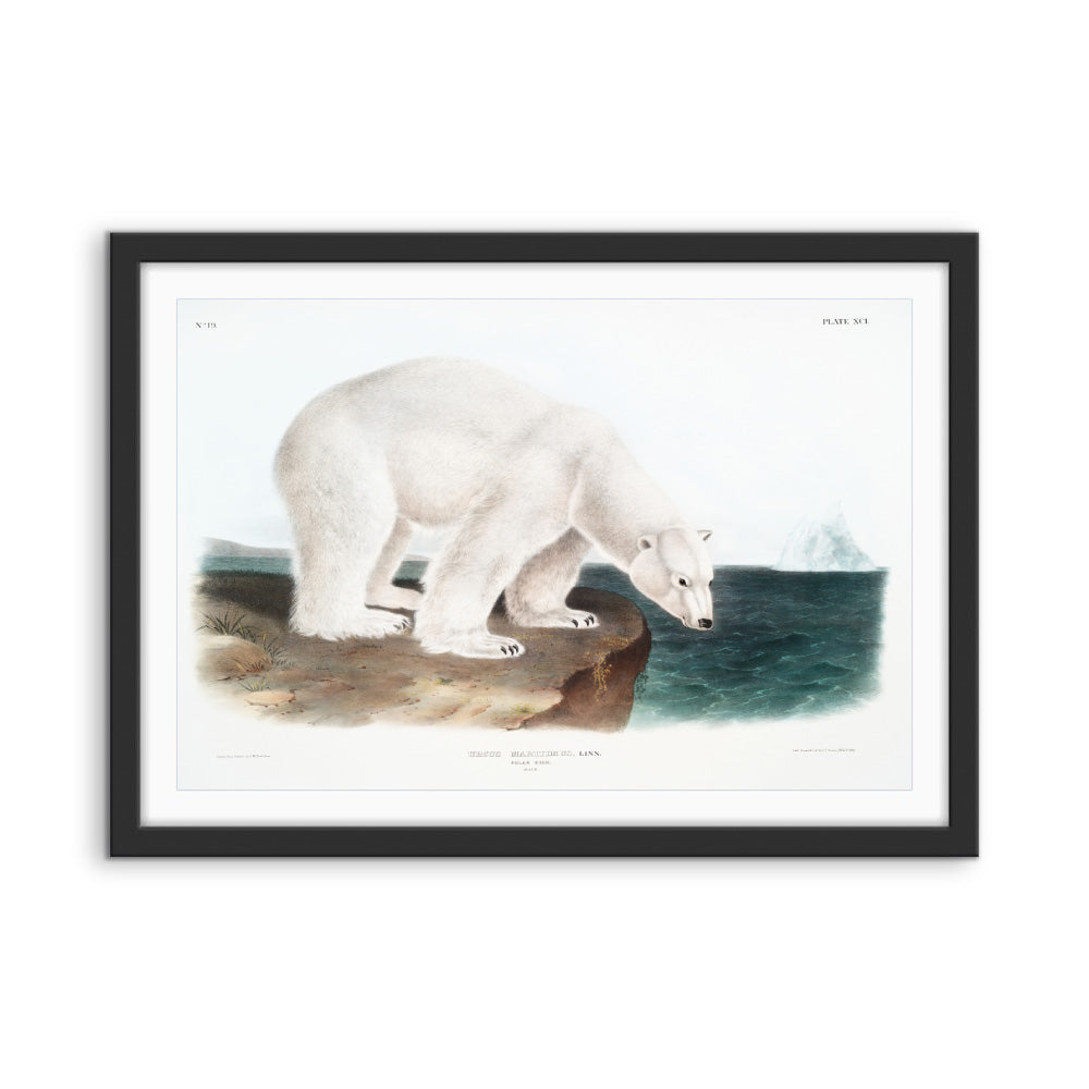 Polar Bears by John Woodhouse Audubon - American Natural History Stretched Canvas or Art Print