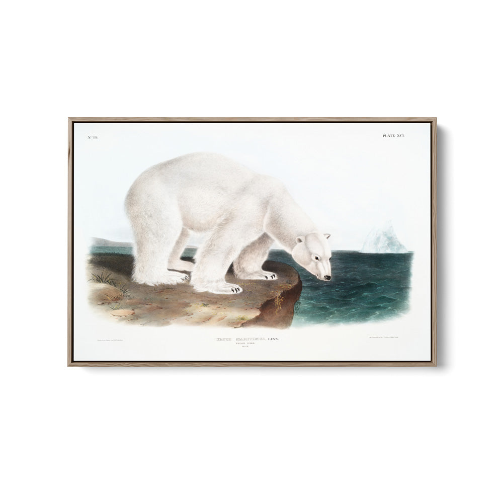 Polar Bears by John Woodhouse Audubon - American Natural History Stretched Canvas or Art Print
