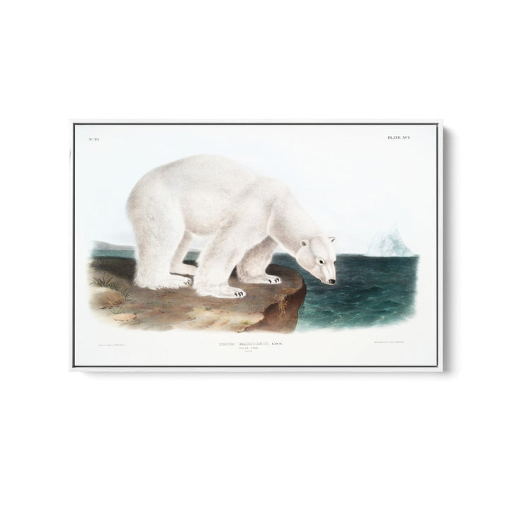 Polar Bears by John Woodhouse Audubon - American Natural History Stretched Canvas or Art Print