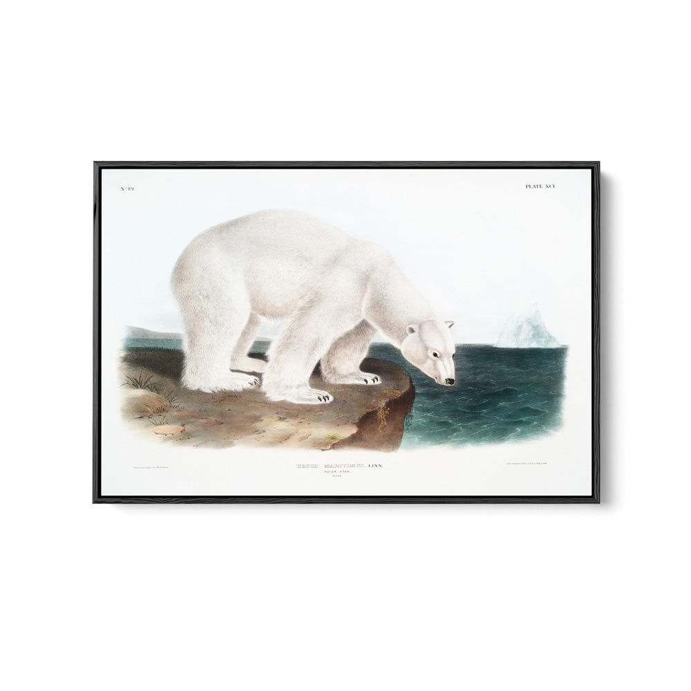 Polar Bears by John Woodhouse Audubon - American Natural History Stretched Canvas or Art Print