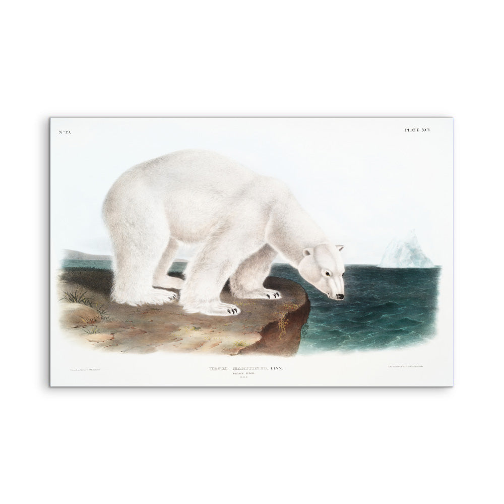 Polar Bears by John Woodhouse Audubon - American Natural History Stretched Canvas or Art Print