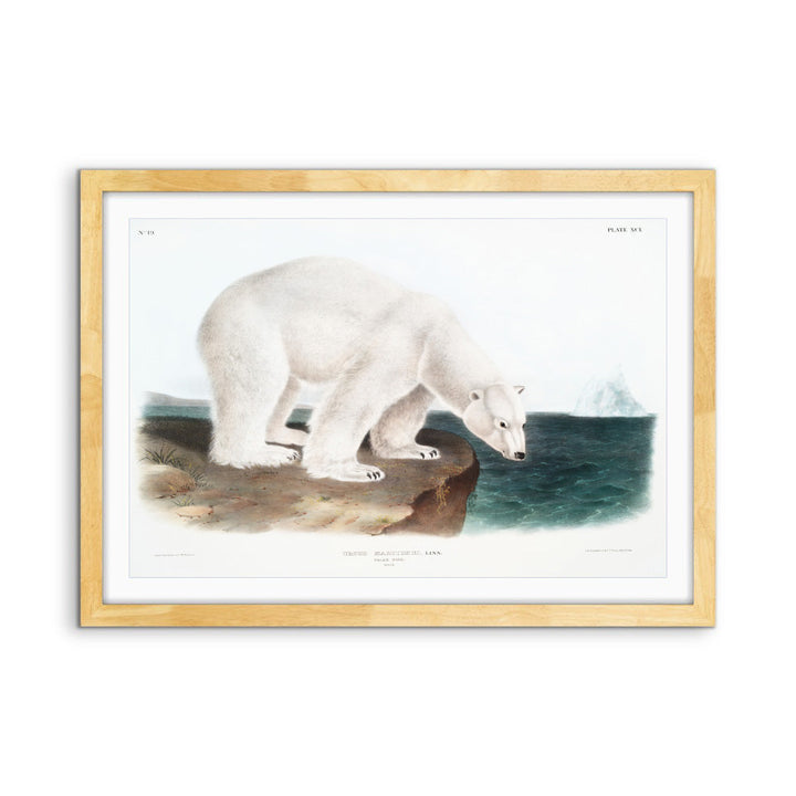 Polar Bears by John Woodhouse Audubon - American Natural History Stretched Canvas or Art Print