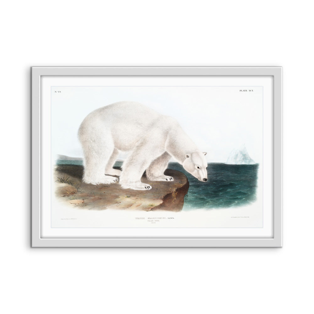Polar Bears by John Woodhouse Audubon - American Natural History Stretched Canvas or Art Print