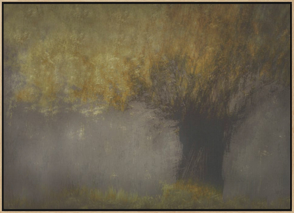 Pollard willow - Stretched Canvas, Poster or Fine Art Print I Heart Wall Art