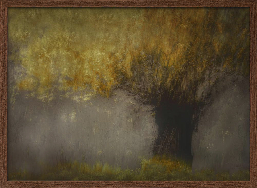Pollard willow - Stretched Canvas, Poster or Fine Art Print I Heart Wall Art