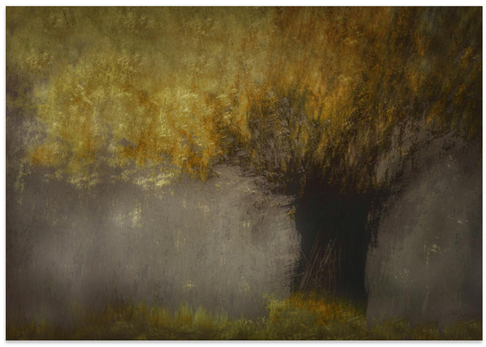 Pollard willow - Stretched Canvas, Poster or Fine Art Print I Heart Wall Art