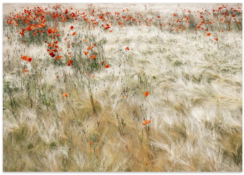 Summerfield - Stretched Canvas, Poster or Fine Art Print I Heart Wall Art