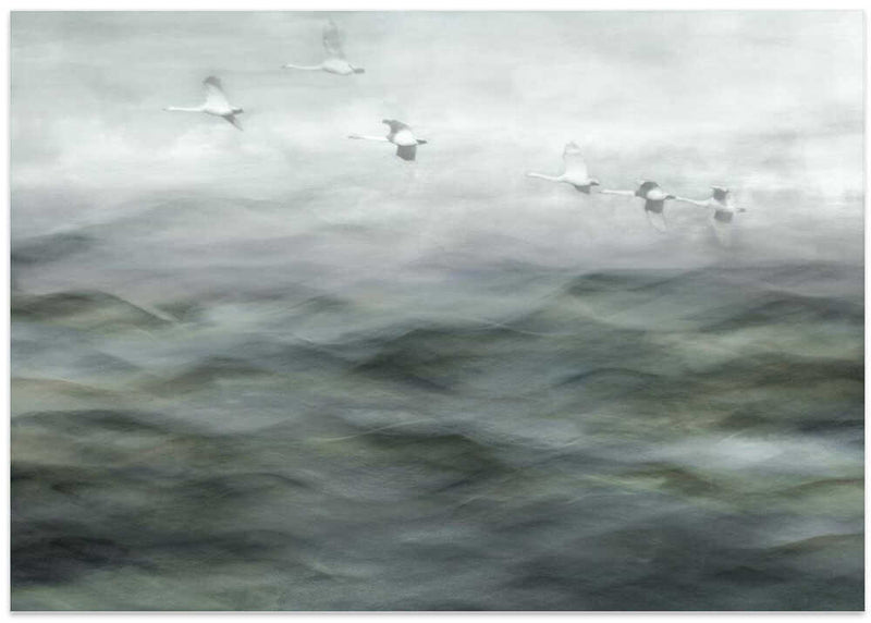 Swan Lake - Stretched Canvas, Poster or Fine Art Print