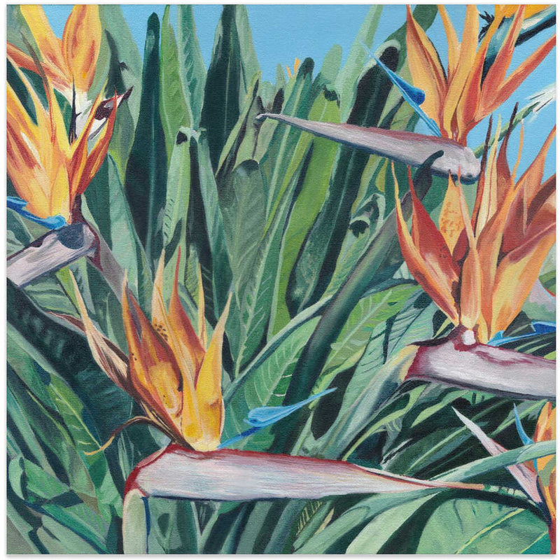 Stelitzia 3 By Viccy Wanliss - Square Stretched Canvas, Poster or Fine Art Print