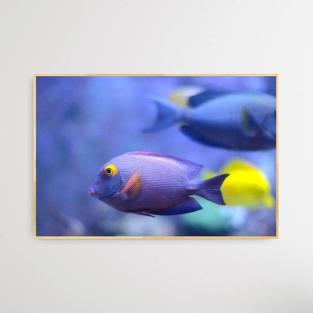 Pouty Blue Fish - I Heart Wall Art