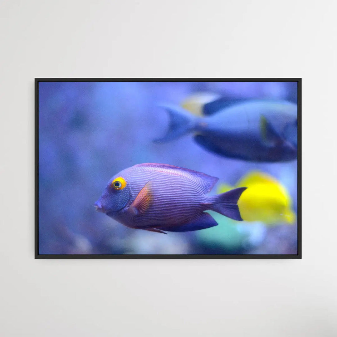 Pouty Blue Fish - I Heart Wall Art