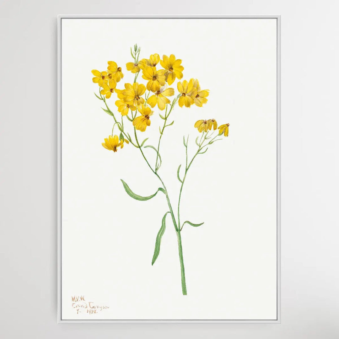 Psilostrophe sparsiflora (1938) by Mary Vaux Walcott I Heart Wall Art Australia 